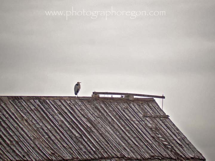 Great Blue Heron on Barn