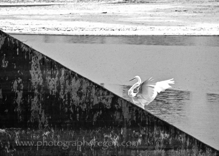 Oregon Bird Great Egret Oregon Bird Great Egret