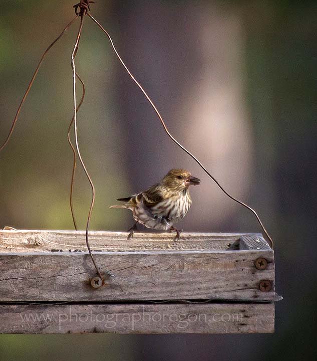 Pine Siskin