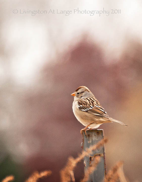 oregon birds white crown oregon birds white crown