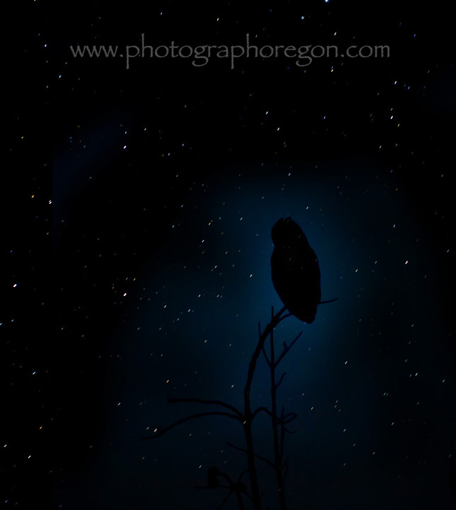 Stars and owl Stars and owl