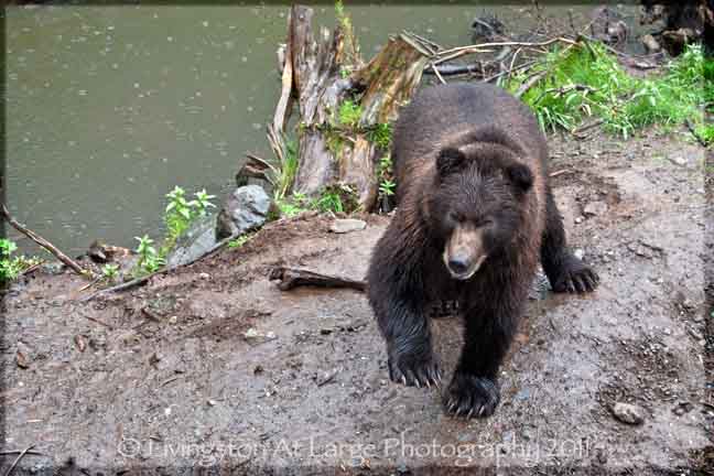 Black Bear