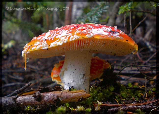 Amanita Muscaria Mushroom