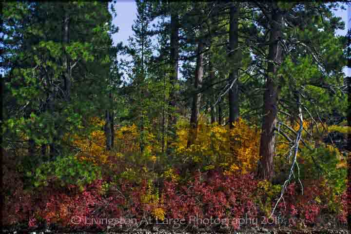 Benham Falls Trail