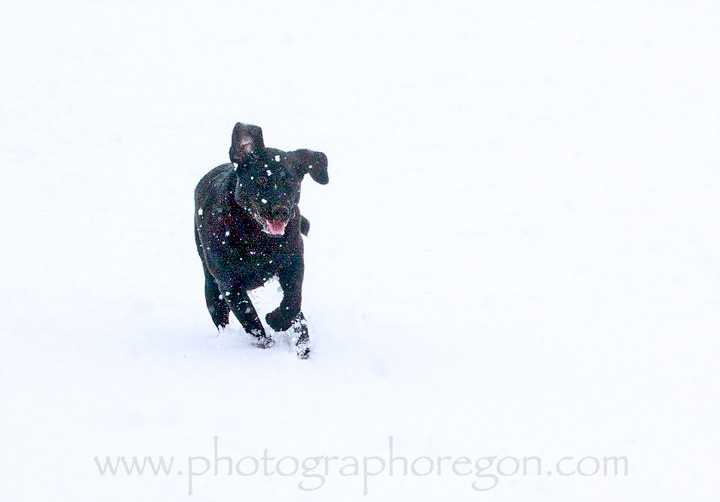 WInter dog park