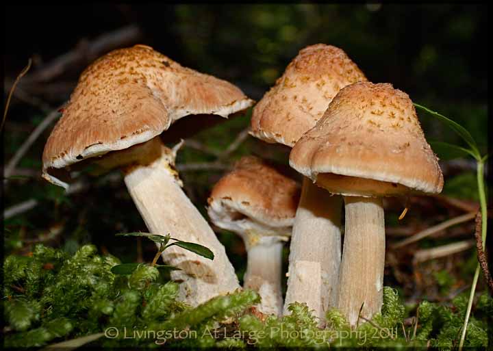 Oregon Wild Mushrooms