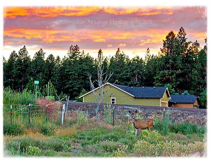 Spring yard deer