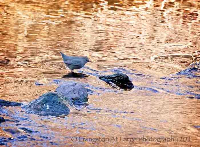 Oregon bird-dipper in water