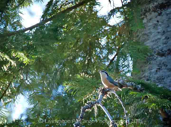 Oregon Birds-red headed nuthatch Oregon Birds-red headed nuthatch
